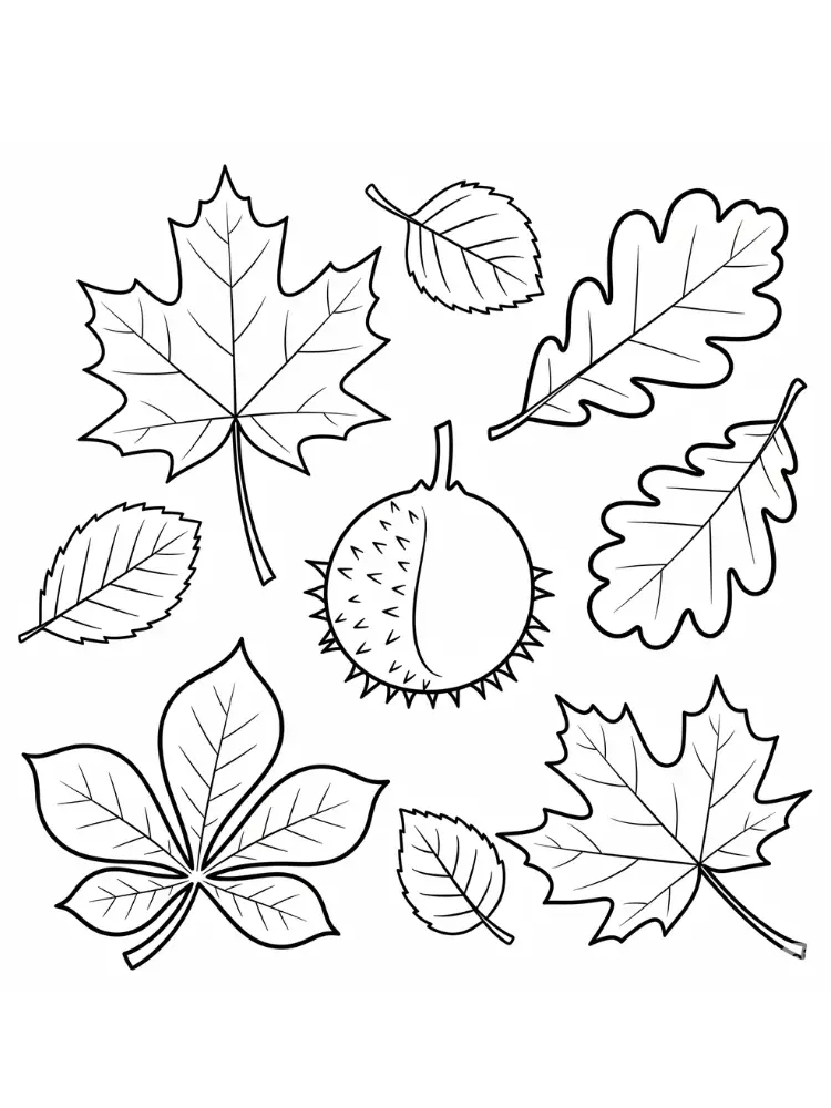 Kleurplaat herfstbladeren 10 Herfstbladeren en Kastanje Kleurplaat