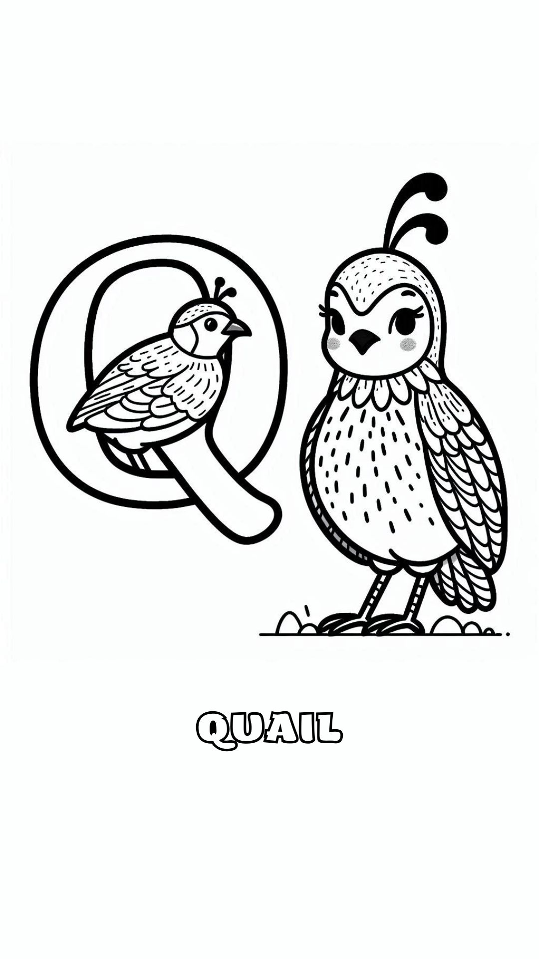 Letter Q kleurplaat – Quail 2