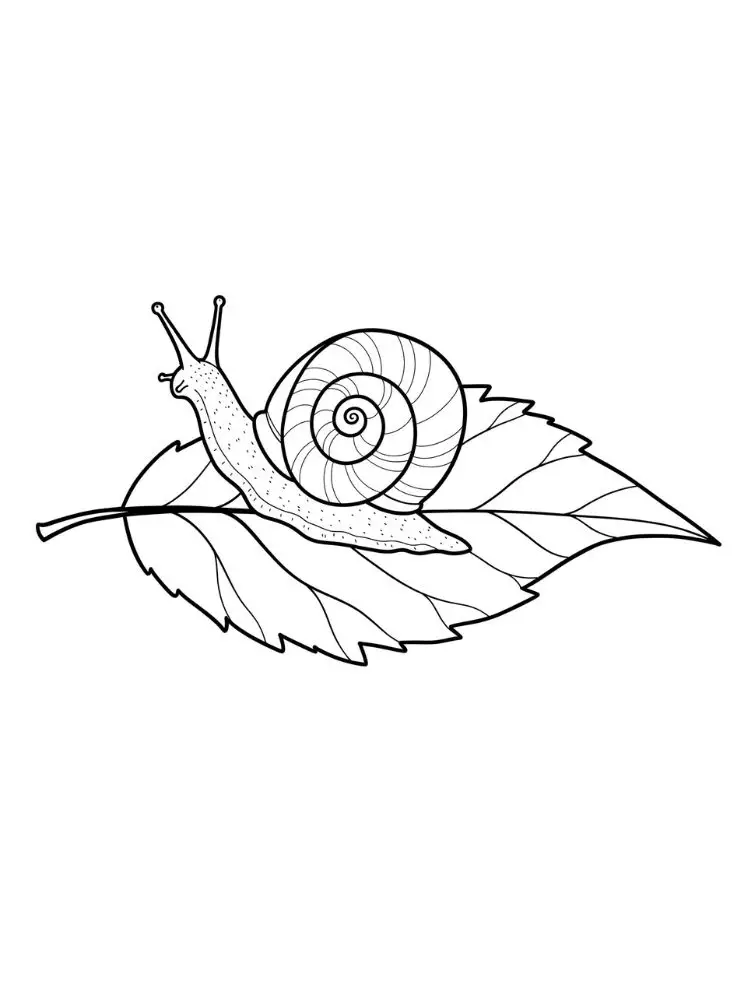 Kleurplaat herfstbladeren 10 slak op herfstblad kleurplaat
