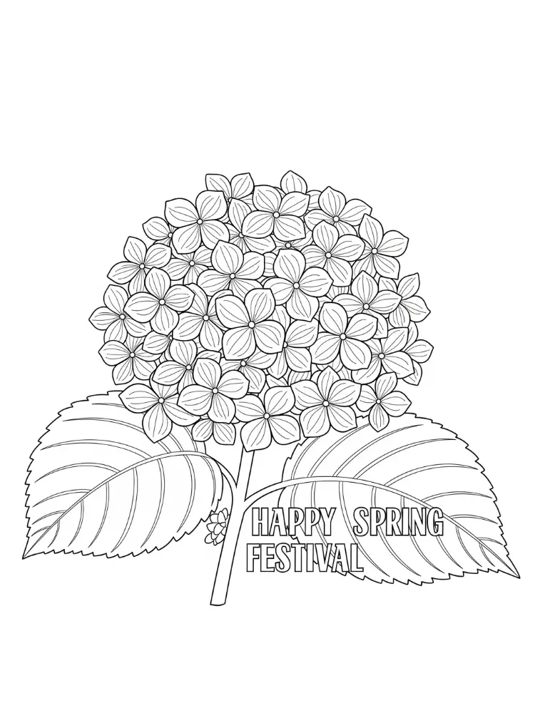 Hortensia Kleurplaat 23 gedetailleerde hortensia bloem kleurplaat