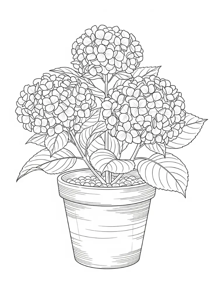Hortensia Kleurplaat 18 hortensia bloemen in pot kleurplaat