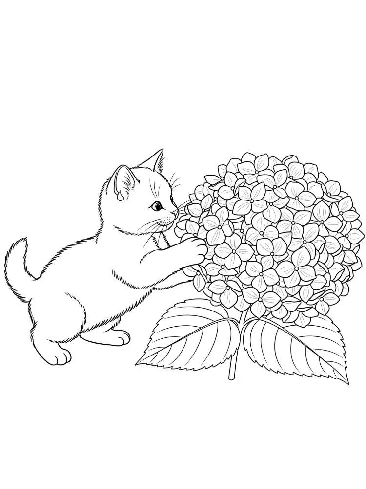 Hortensia Kleurplaat 9 kat met hortensia bloemen kleurplaat