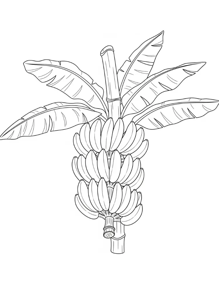 Banaan Kleurplaat 10 bananenplant met grote tros bananen kleurplaat