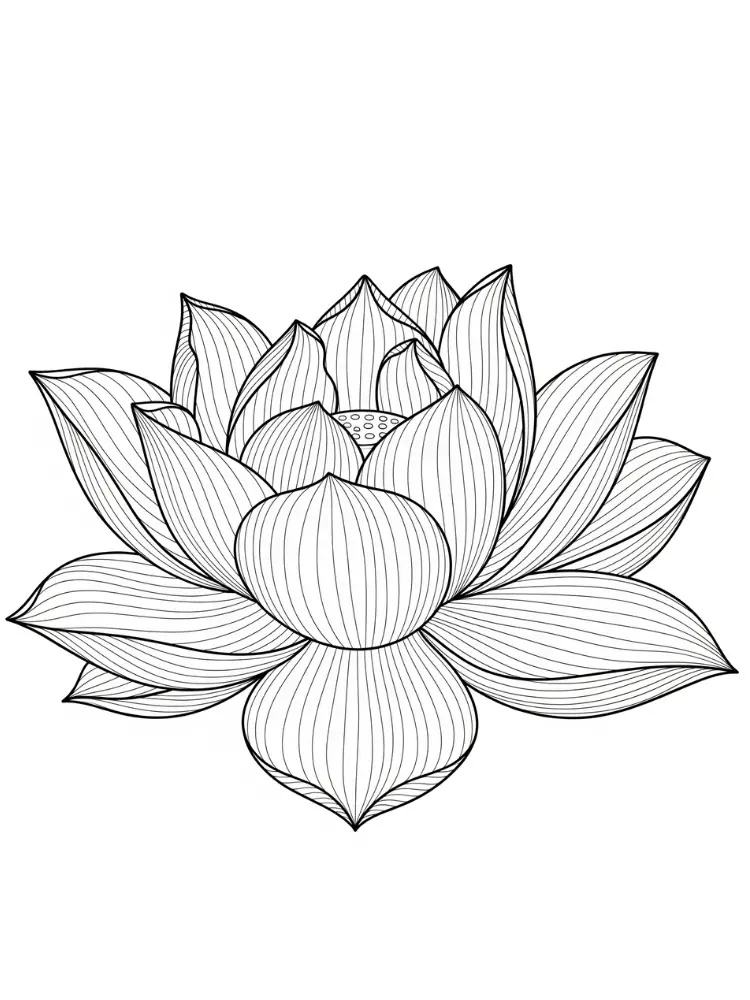 Lotus Kleurplaat 11 gedetailleerde lotus tekening kleurplaat