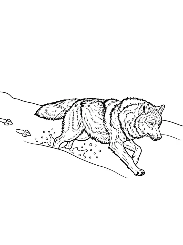 Wolf kleurplaat 25 sluipende wolf door sneeuw kleurplaat